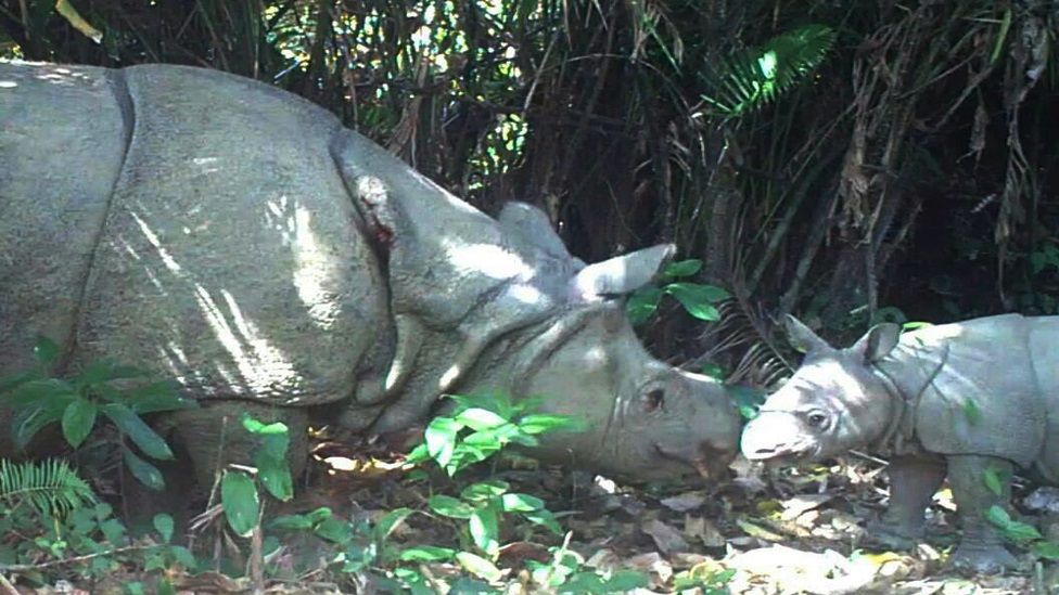 A handout photo released by Ujung Kulon National Park shows a female rhino and her calf