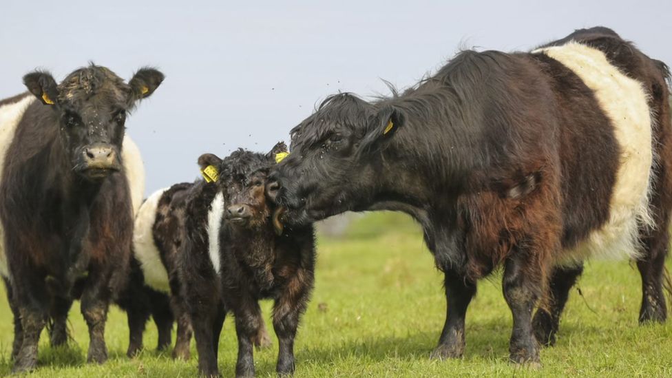 Belted Galloway cattle grazing