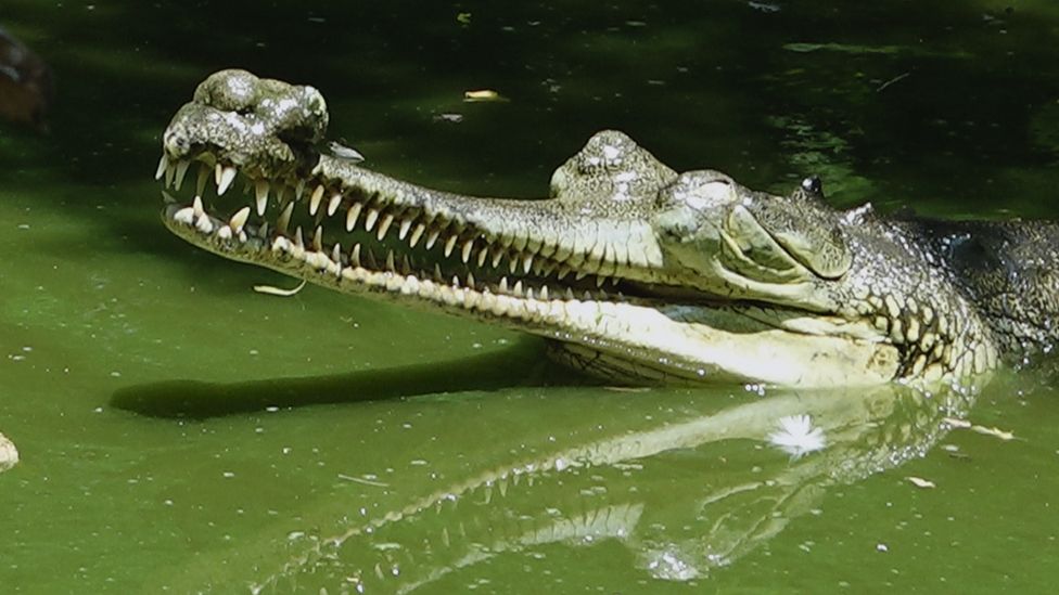 Crocodile transfer