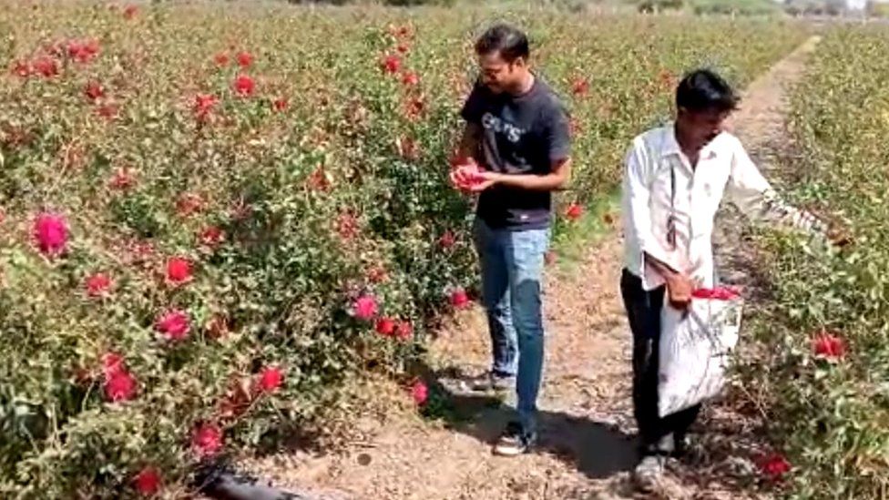 Harvesting roses