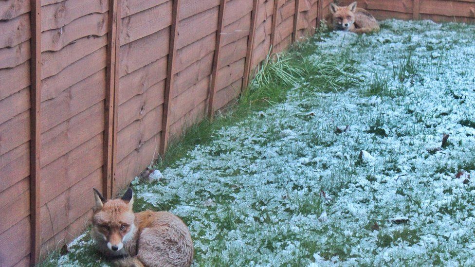 Foxes in a garden in the snow