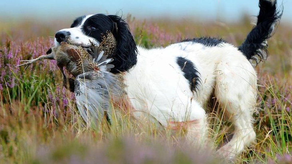 Dog and grouse