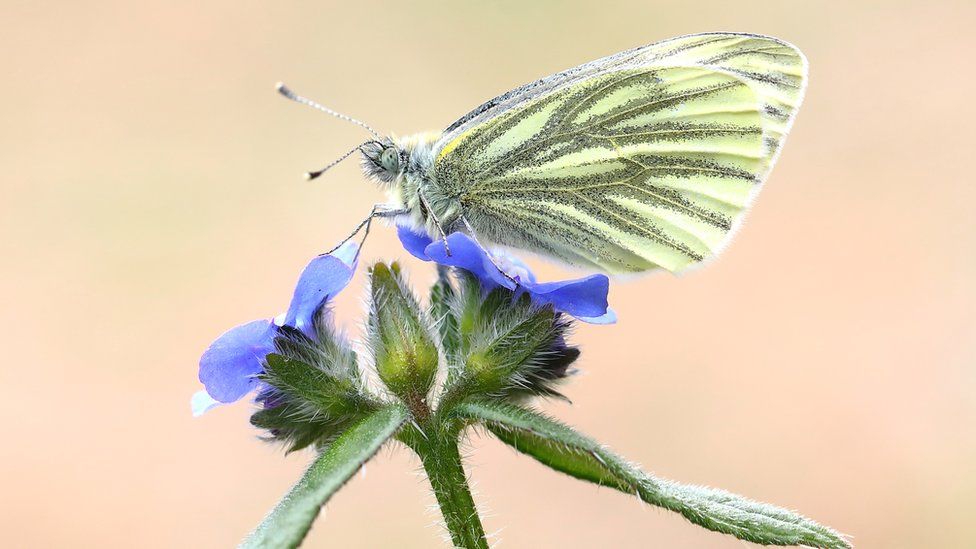 Green-veined white