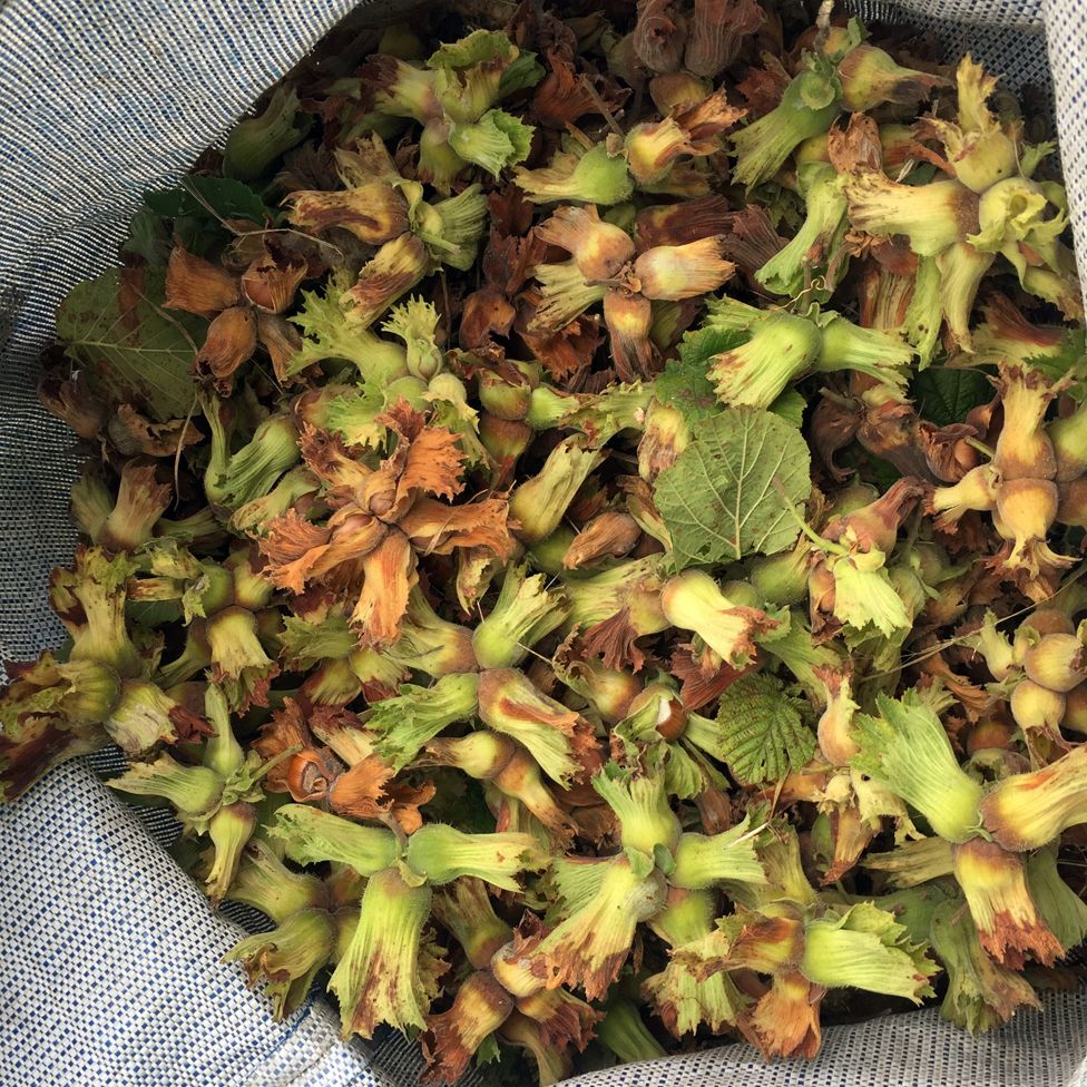 a bag of picked hazelnuts