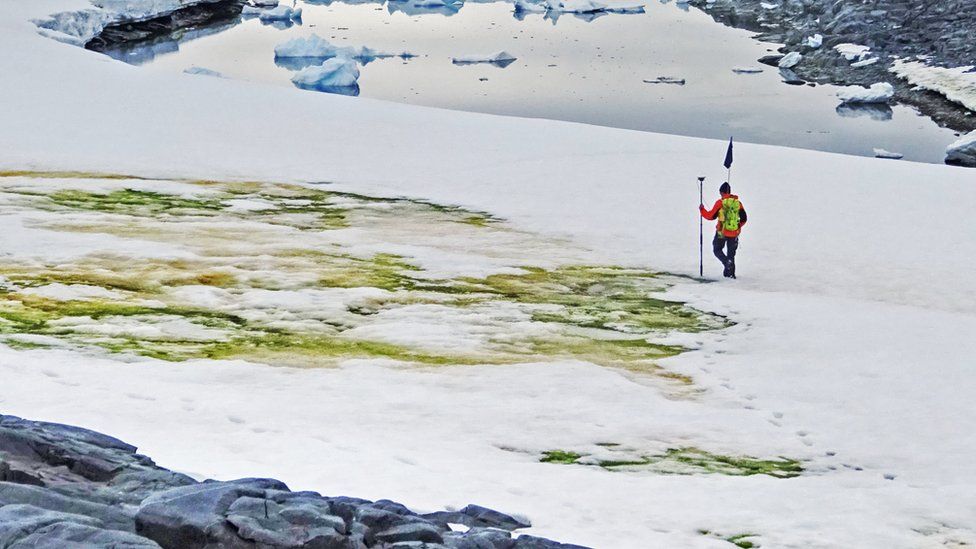 Climate change will lead to more 'green snow' in Antarctica BBC Newsround