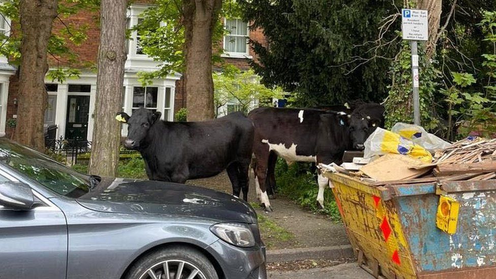 Cows in garden