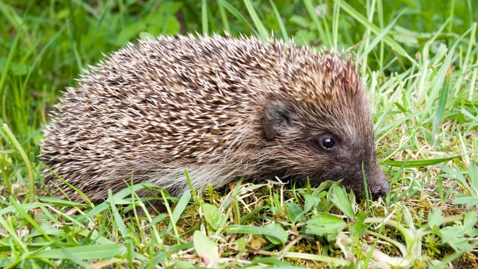 MP Oliver Colvile calls for hedgehog as UK symbol - BBC News