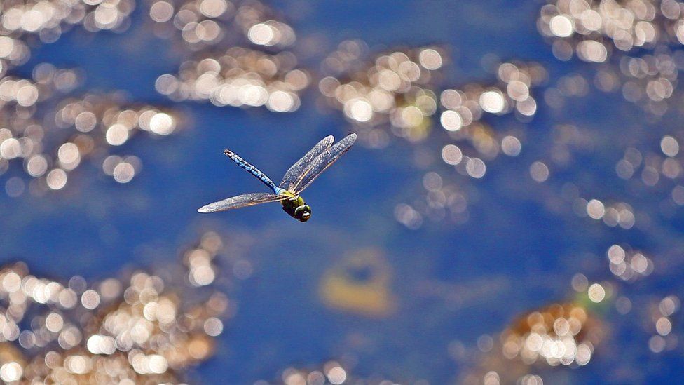A dragonfly hovers over the Leeds and Liverpool Canal in Liverpool