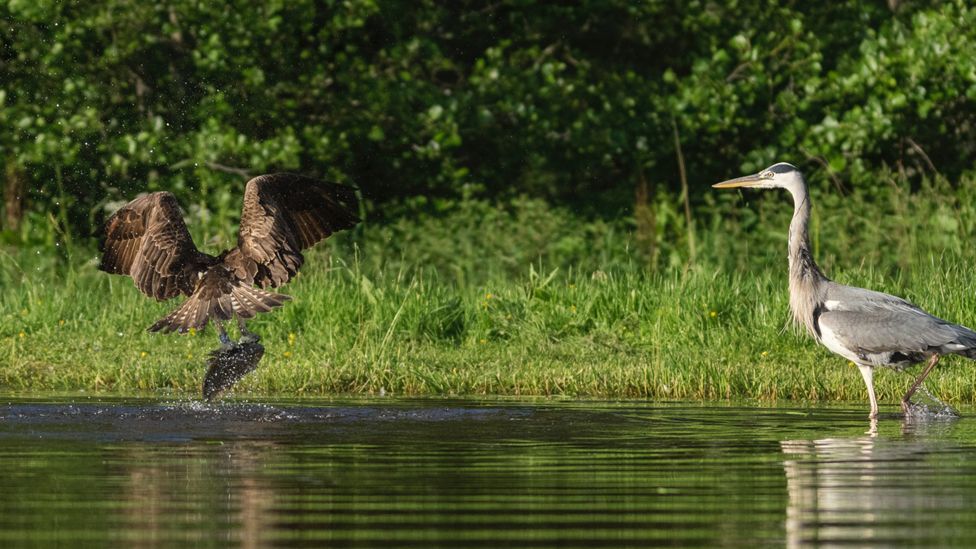 Osprey and heron