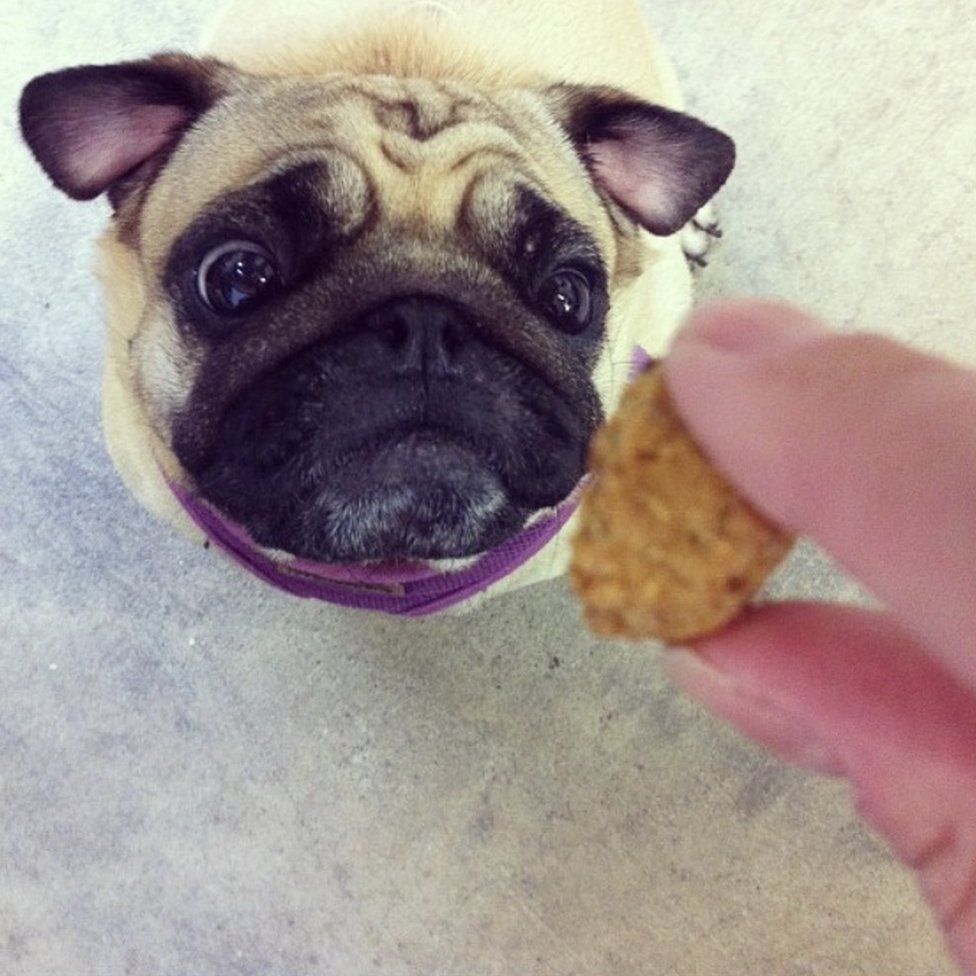 Feeding a small dog a biscuit