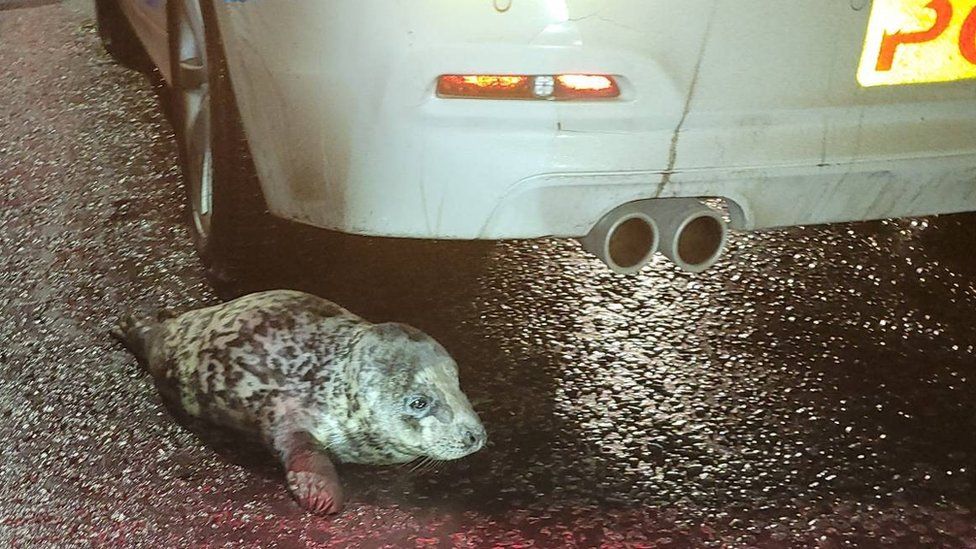 Seal by car