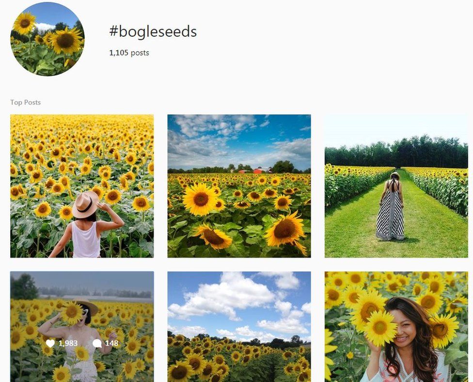 A screenshot of photos using the hashtag "bogleseeds"