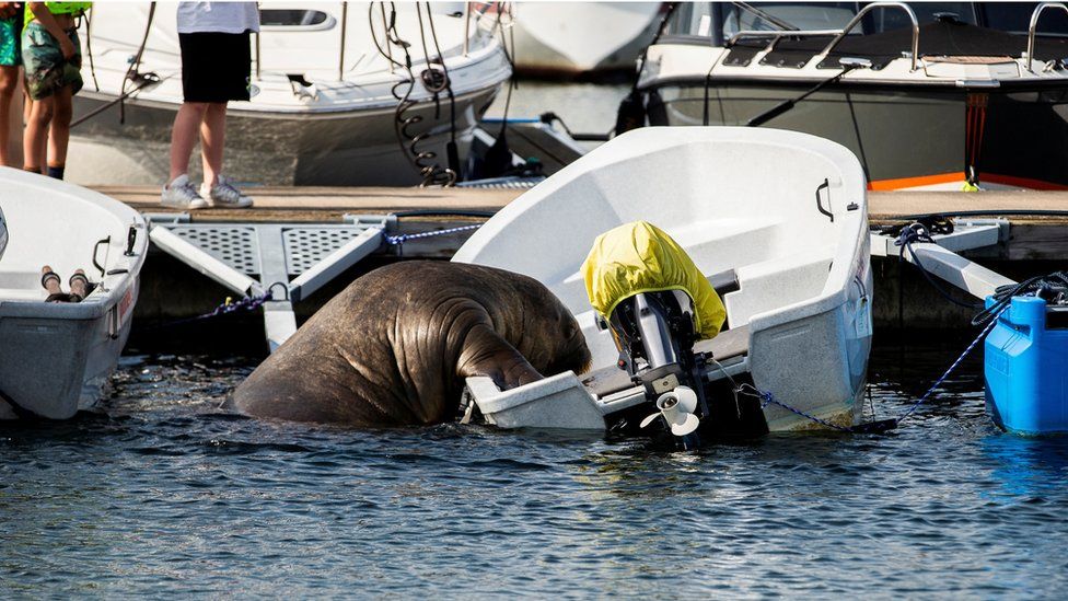 Freya the walrus climbs onto a boat in Frognerkilen bay in Oslo on 20 July