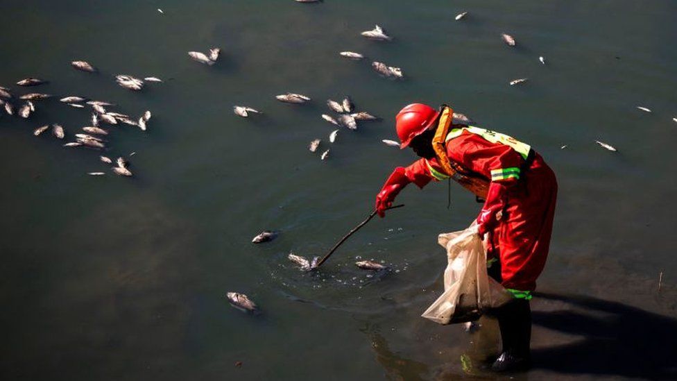 Член бригады по очистке разливов удаляет мертвую рыбу из реки в заповеднике лагуны Умхланга в Дурбане 18 июля 2021 года.