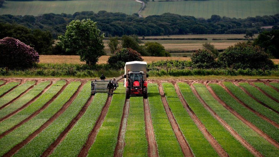 Ферма в Англии. Agriculture in Britain. Farmlands in Britain. Tank Farm in USA.