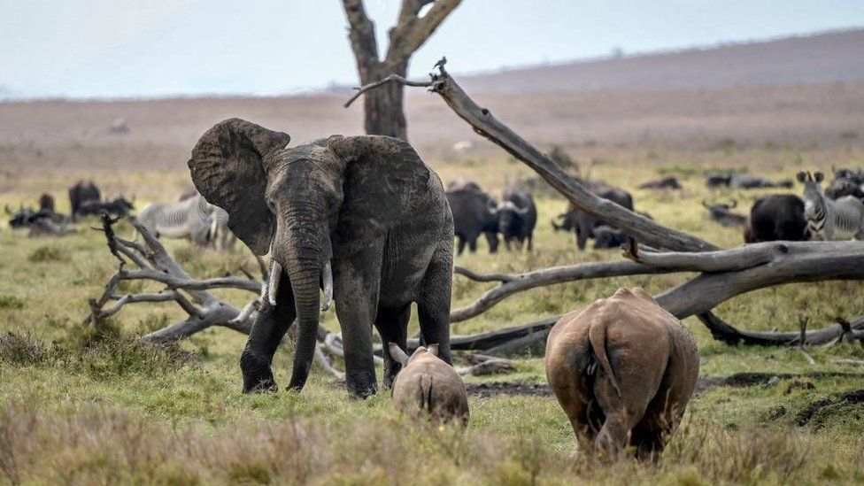 A young bull elephant faces white rhinoceroses mother and her calf at the Lewa Wildlife Conservancy's (LWC) in Meru on July 30, 202