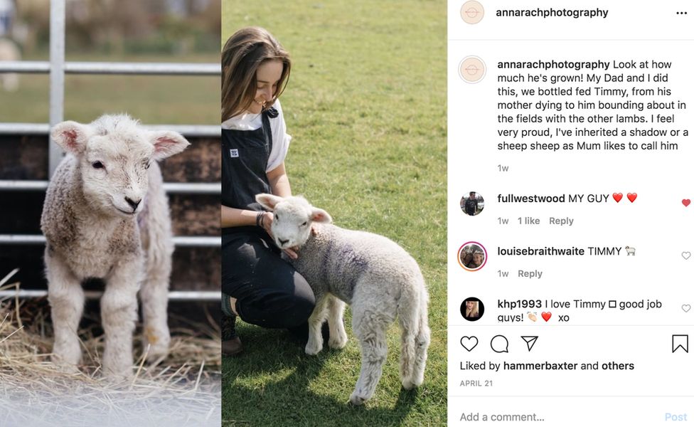 Images of Anna and sheep on social media