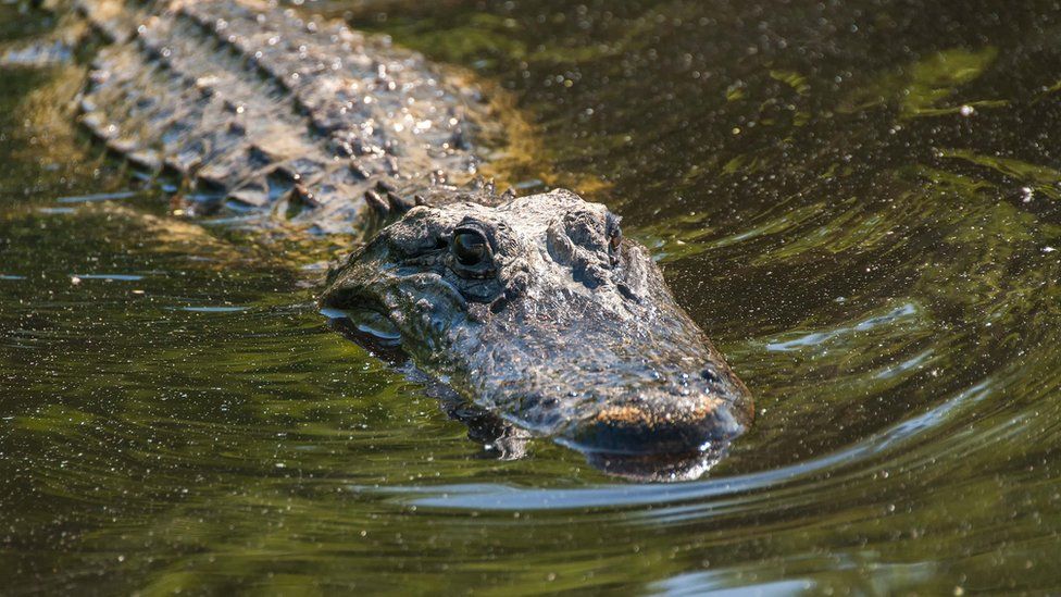 Alligator (stock image)