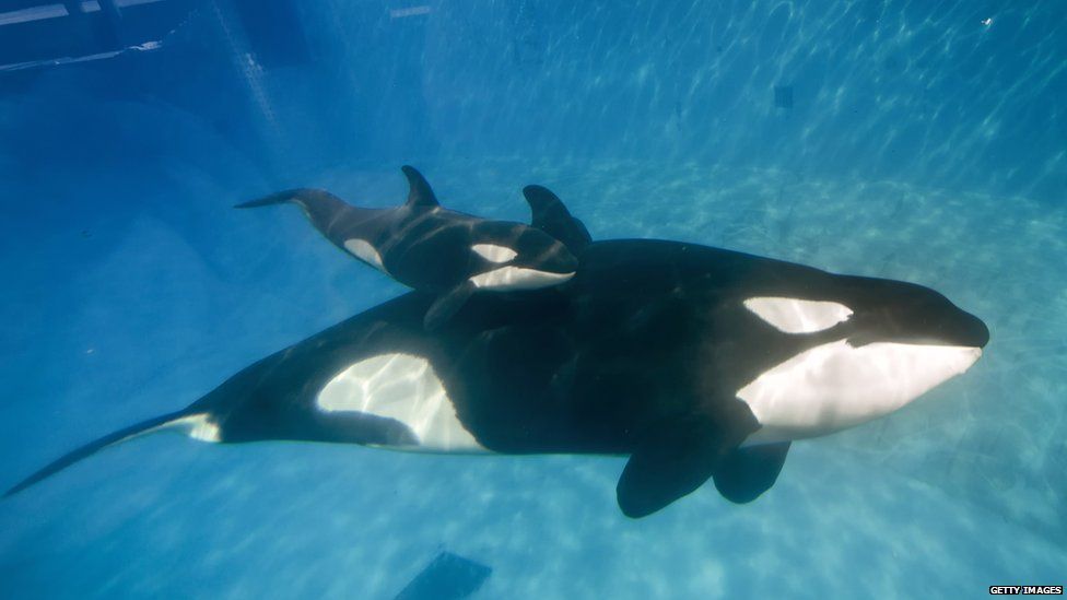 A calf orca whale with its mother in a SeaWorld tank