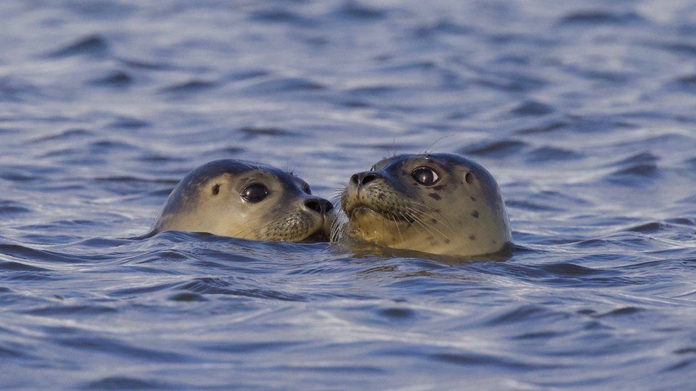 Two of the seals in the water