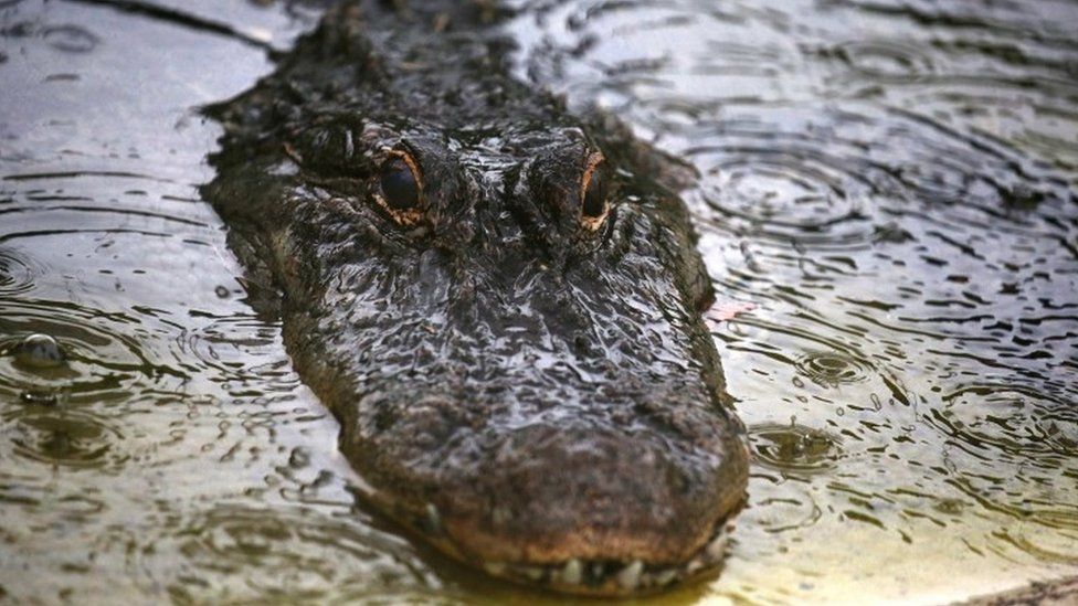 An alligator in Florida (18 June 2016)
