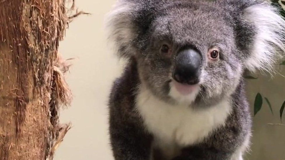 Longleat koala Wilpena put down after kidney disease - BBC News