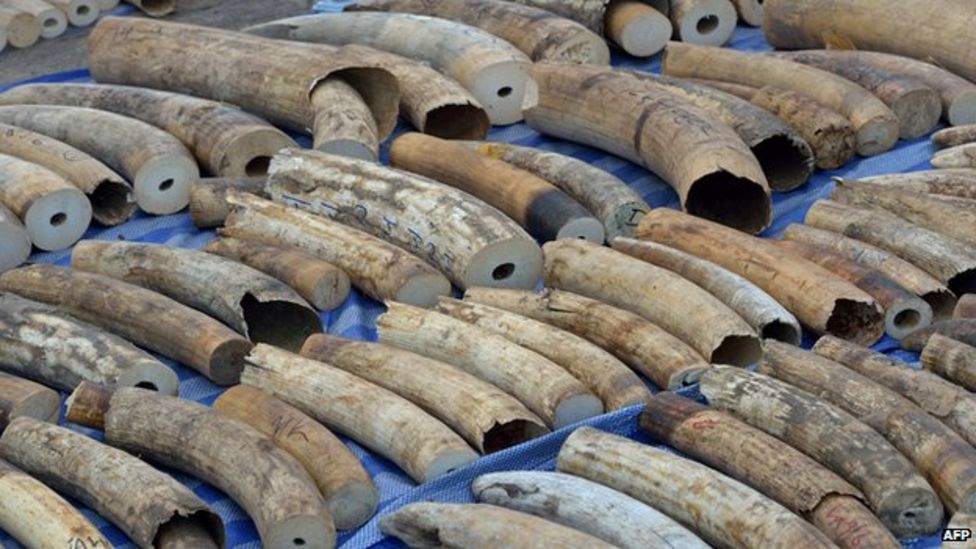 Ivory poaching UK troops sent to Gabon to fight illegal trade BBC News