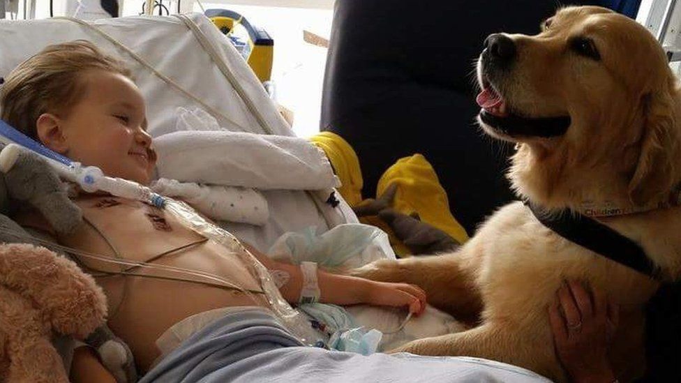 Therapy dogs in hot sale hospitals