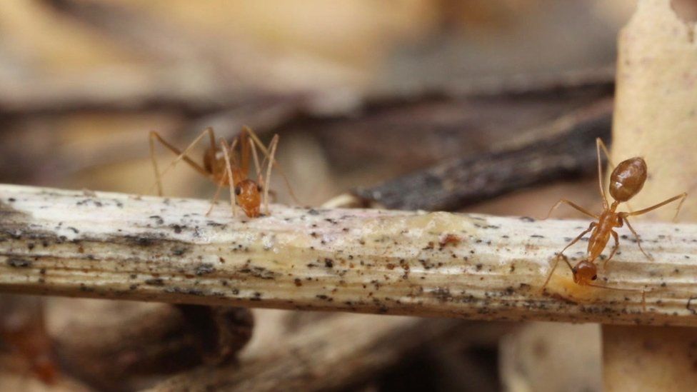 What are yellow crazy ants?  Wet Tropics Management Authority