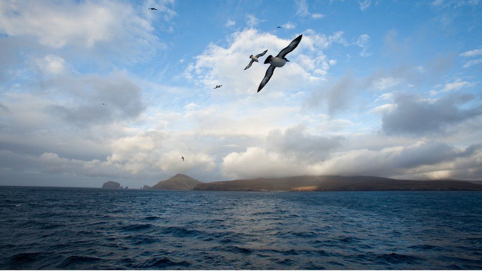 A bird flies over Campbell Island in the background