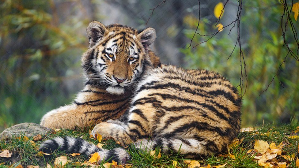 Tigers Have Introvert- and Extrovert-Like Traits, Researchers Say