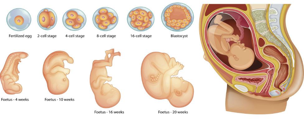 Human embryonic and foetal development