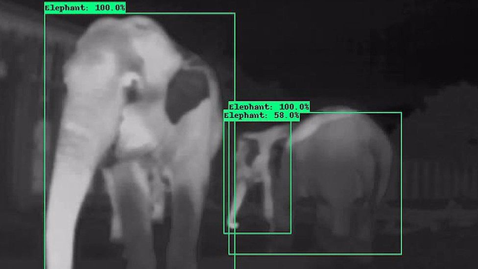 The camera can "see" the thermal shape of an elephant
