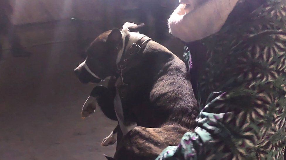 Dog rescued, 3 Jan 19