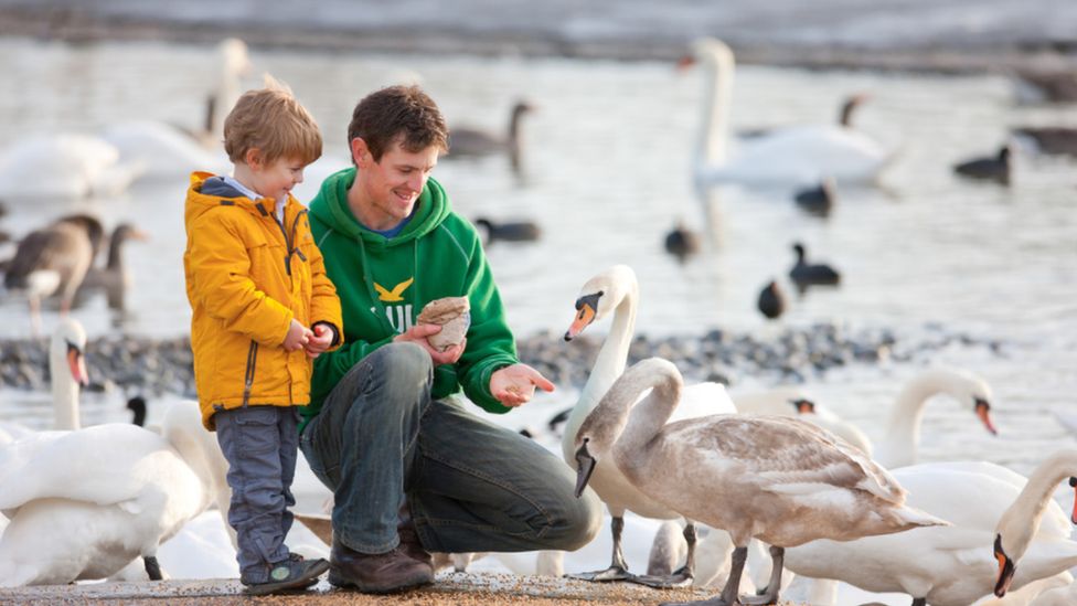 Family feeding swans