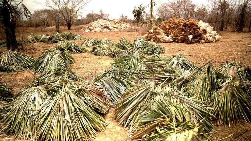 Bundles of carnauba palm leaves lie on the ground after being harvested