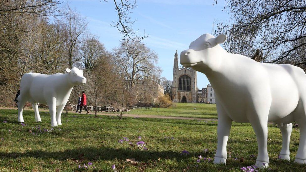 Cow sculptures