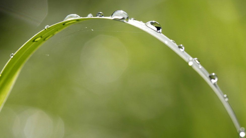 Droplets of water on grass