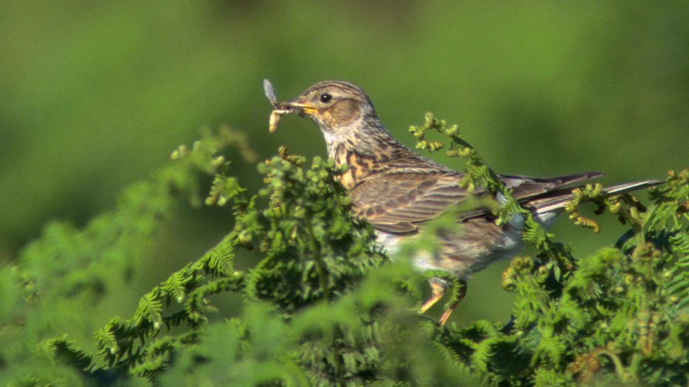 A skylark on a tree branch with a bug in its beak
