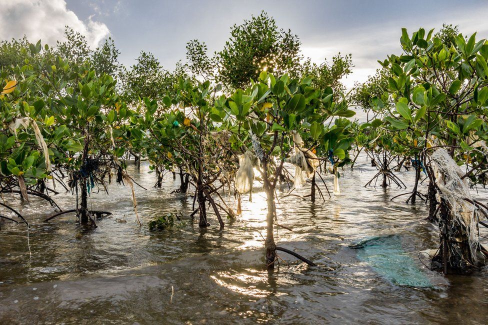 Plastic waste hangs off mangrove trees in the Philippines