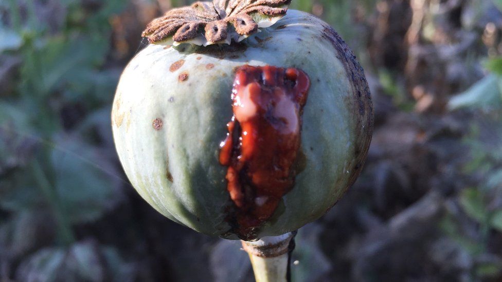 A poppy oozing sap, that will eventually be cooked down into heroin