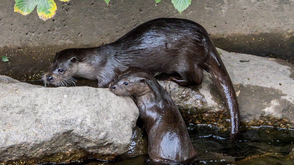 Pair of otters on riverbank