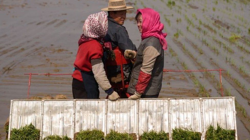 People take part in an annual rice planting event in Nampho City in Chongsan-ri, near Nampho on May 12, 2019.