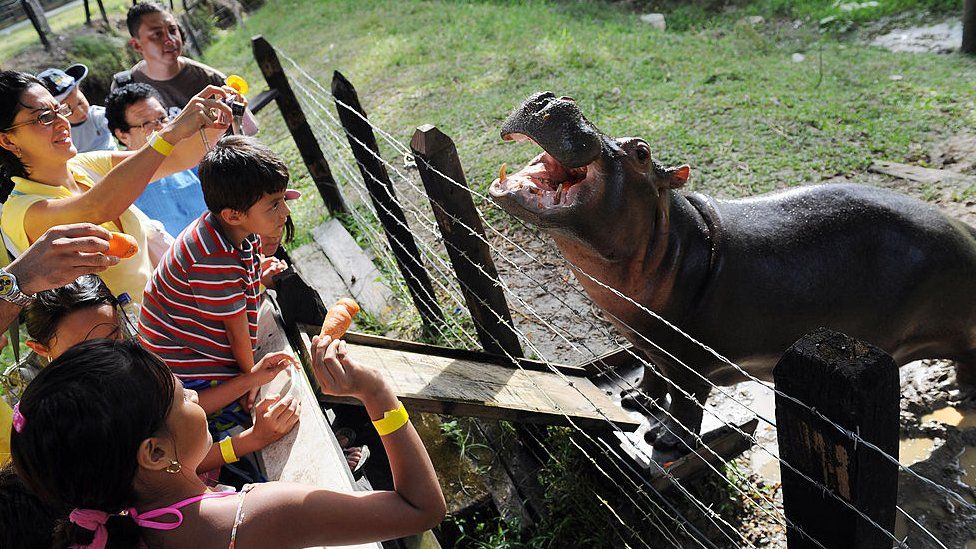 Visitors are seen looking at a hippo called Vanesa in 2009