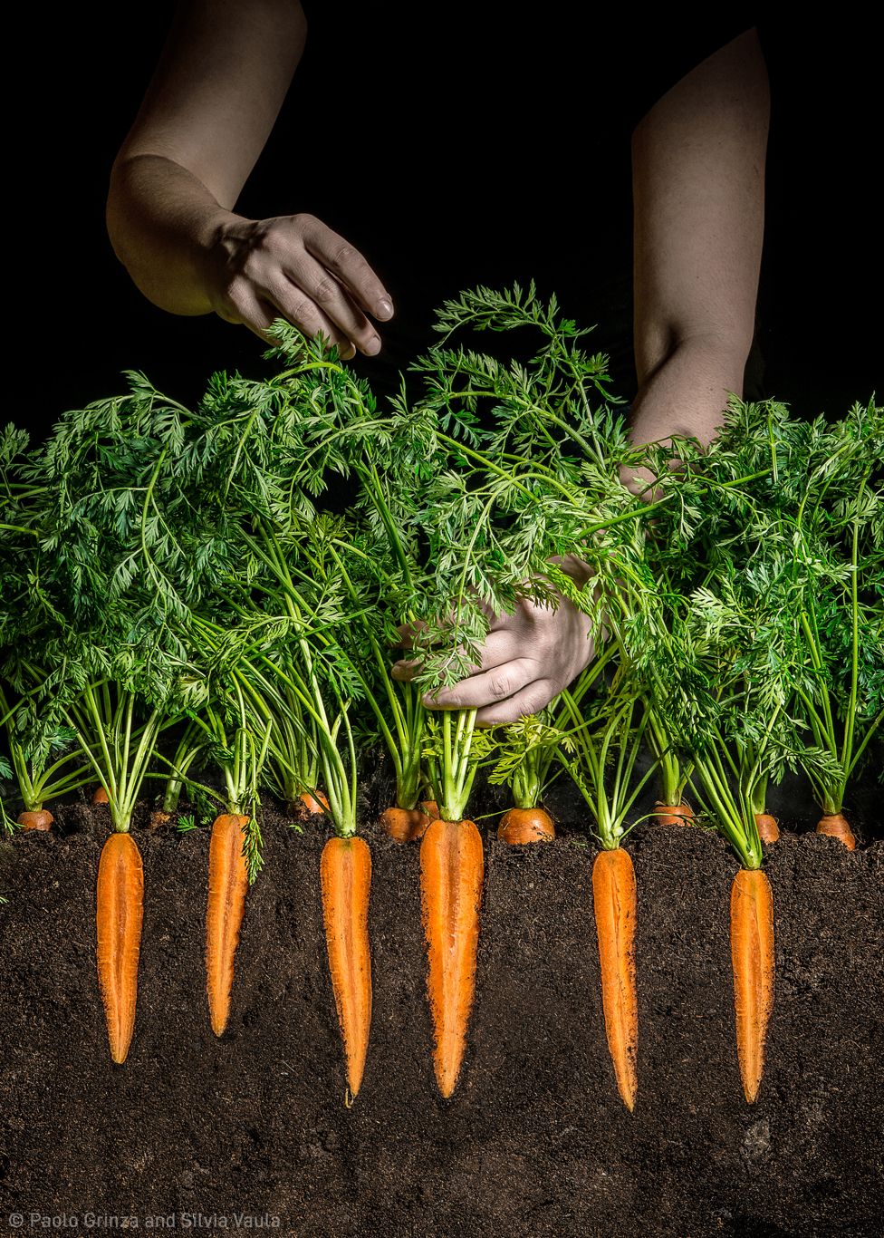 Carrots sliced vertically sit in soil, with hands holding their leaves