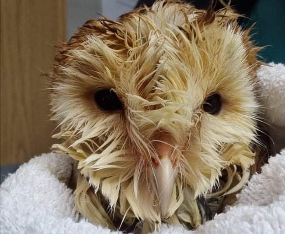 Barn owl wrapped in a towel after being cleaned