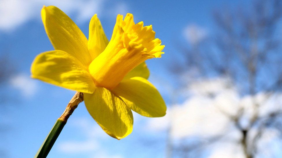 A daffodil