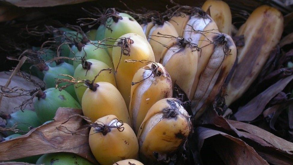 Madagascan banana