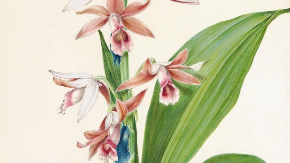 A painting of an orchid
