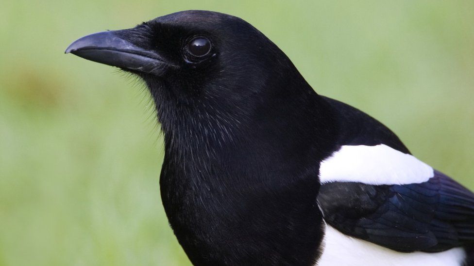 'Flesh-eating' magpies attack Huttoft donkeys - BBC News